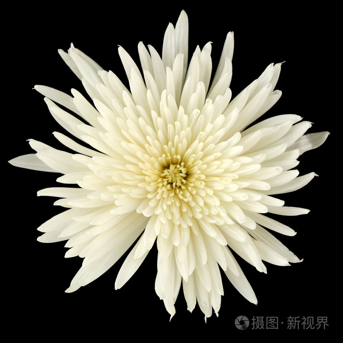 白菊花花照片 正版商用图片1og50d 摄图新视界 白菊花花照片 正版商用图片1og50d 摄图新视界