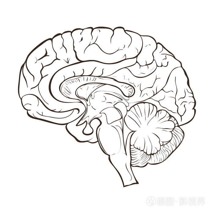大脑半球解剖图手绘图片