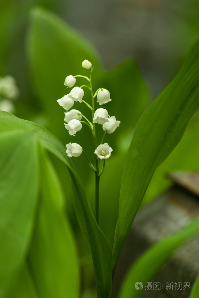 白铃兰在绿色叶子