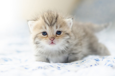 可爱的小宝贝虎斑小猫图片