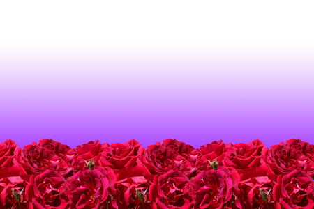 紫色陷害红玫瑰帧照片