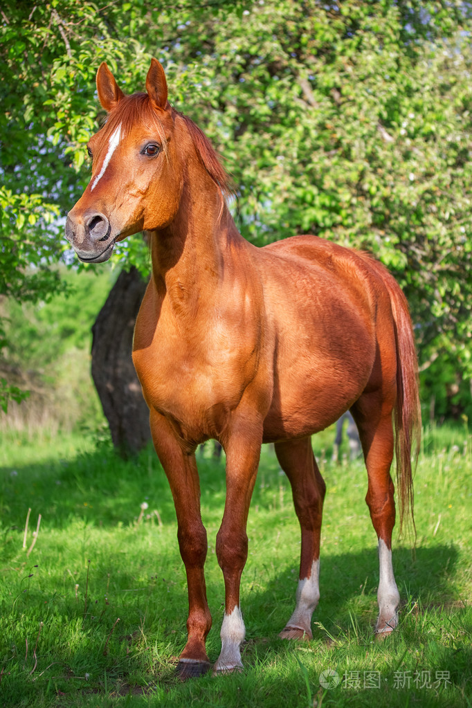 在花园里红色的阿拉伯马