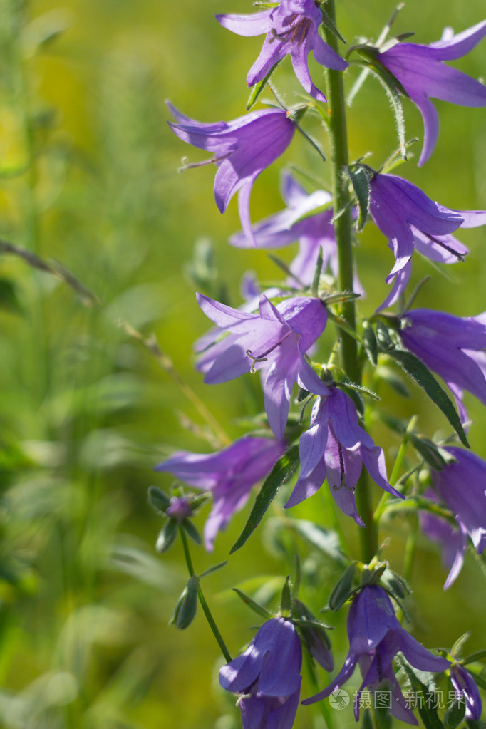 夏天草原上的野风信子花