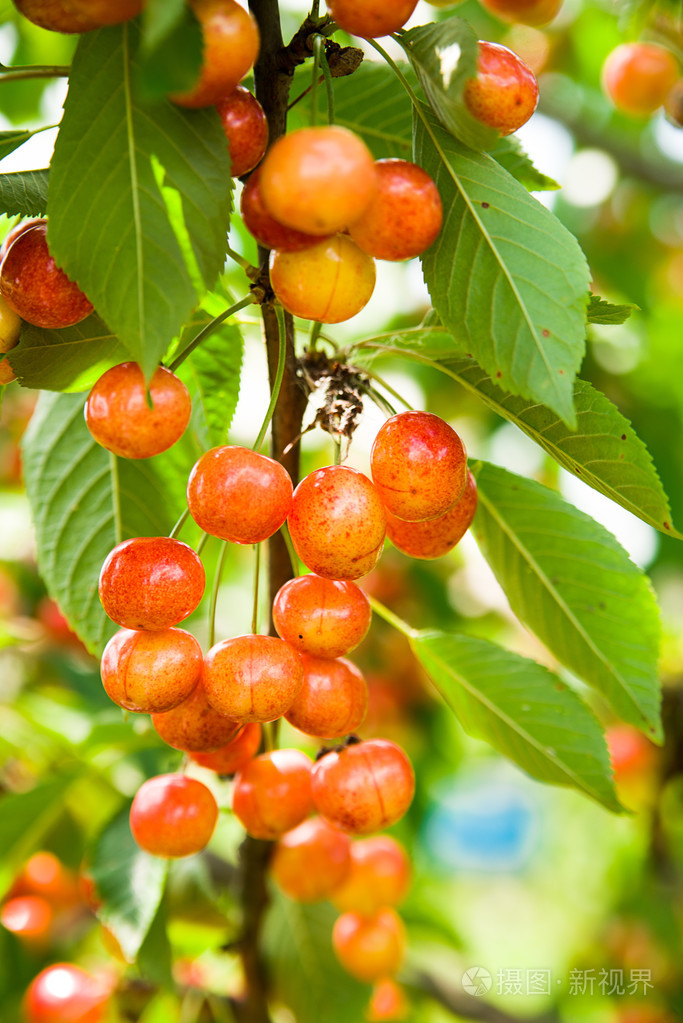 成熟的樱桃生长在一棵树绿色的叶丛上