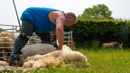 由当地农民剪羊毛照片