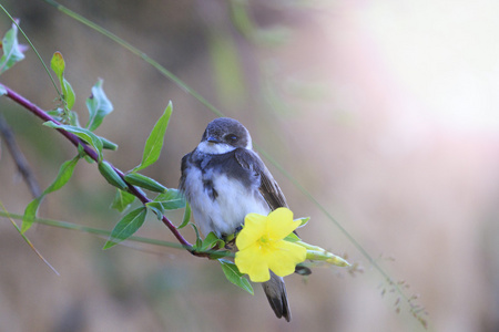 小鸟坐在阳光明媚的热点一朵花图片