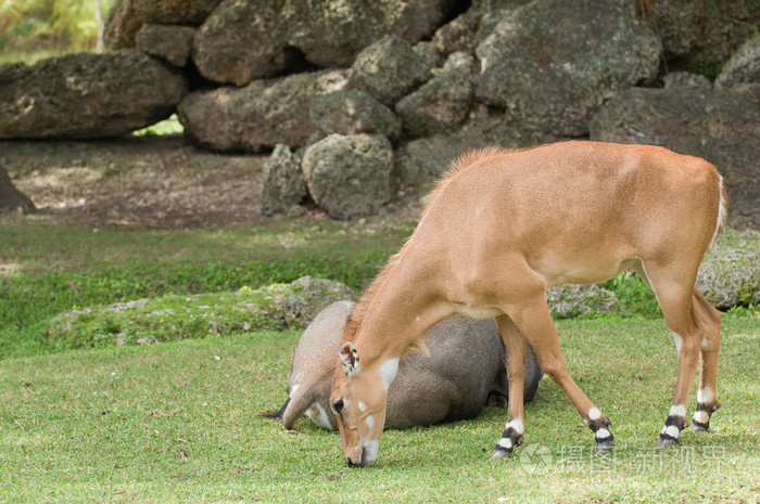 蓝马羚羊在草地上