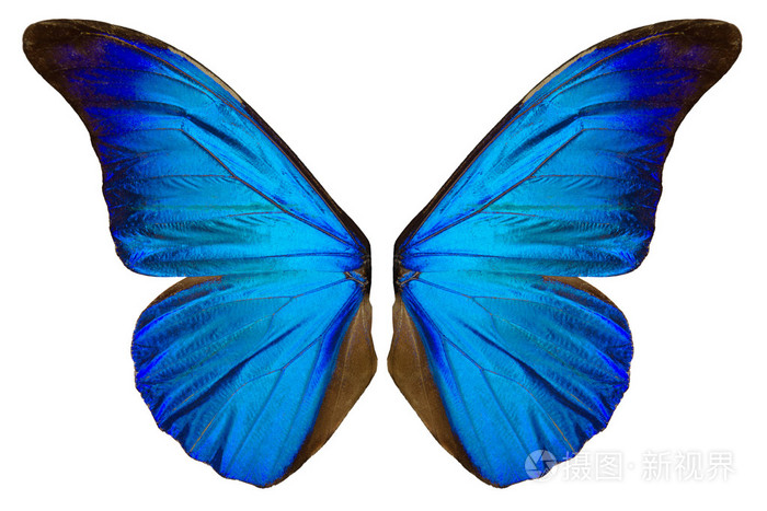 beautiflul蝴蝶翅膀