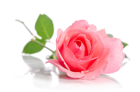 美丽的单朵粉红色的玫瑰花下躺在白色的背景照片