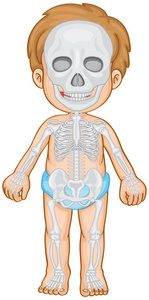 儿童身体骨骼图卡通图片