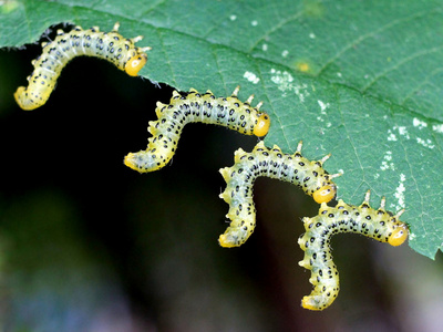 叶蜂幼虫图片