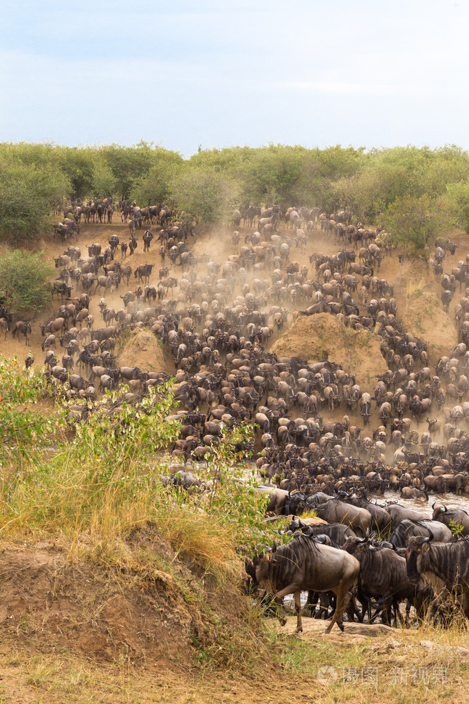 高度的巨大迁移非洲肯尼亚