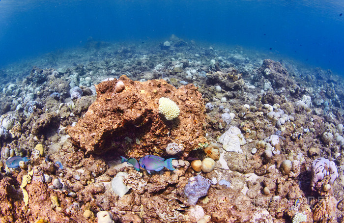 在印度洋海域的海底世界