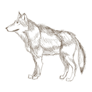 狼人素描图片