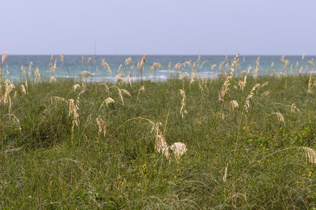 海燕麦附近海洋图片