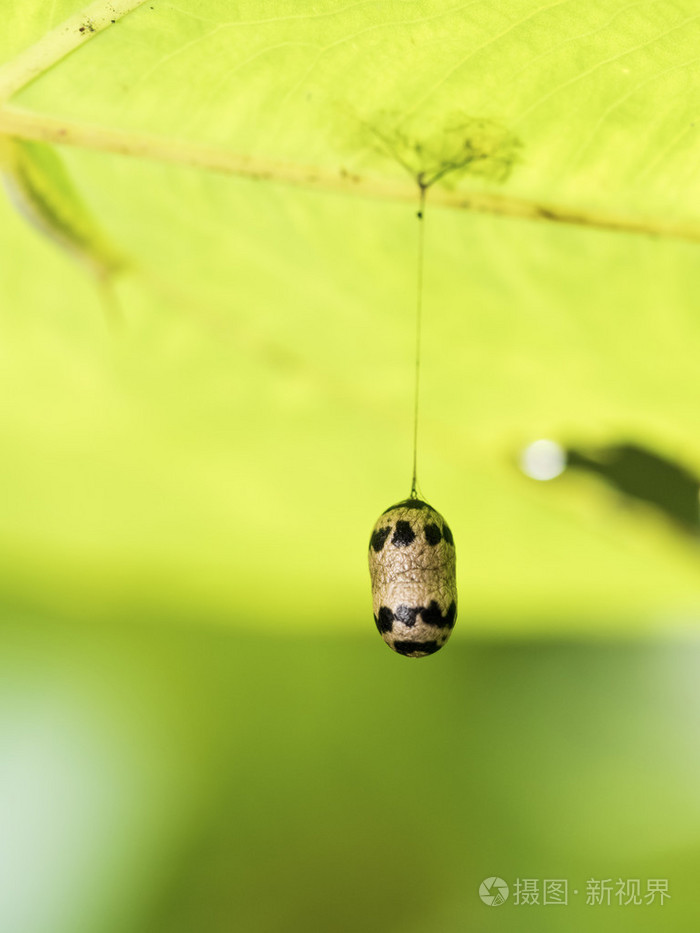 姬蜂科茧的寄生黄蜂