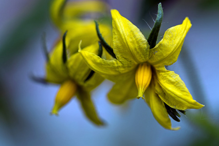 微距植物蔬菜花园,微距拍摄蓝色背景里的番茄植物的花朵照片