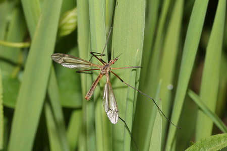 在绿色的叶子大蚊科动物蟾蜍看蚊子大蜘蛛大麋鹿,湖里游泳大蓝蜻蜓(蓝