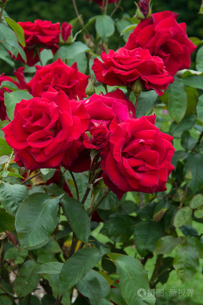 红玫瑰盛开的花园关闭