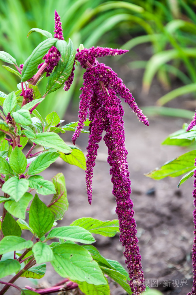 籽粒苋盛开在夏季的一天