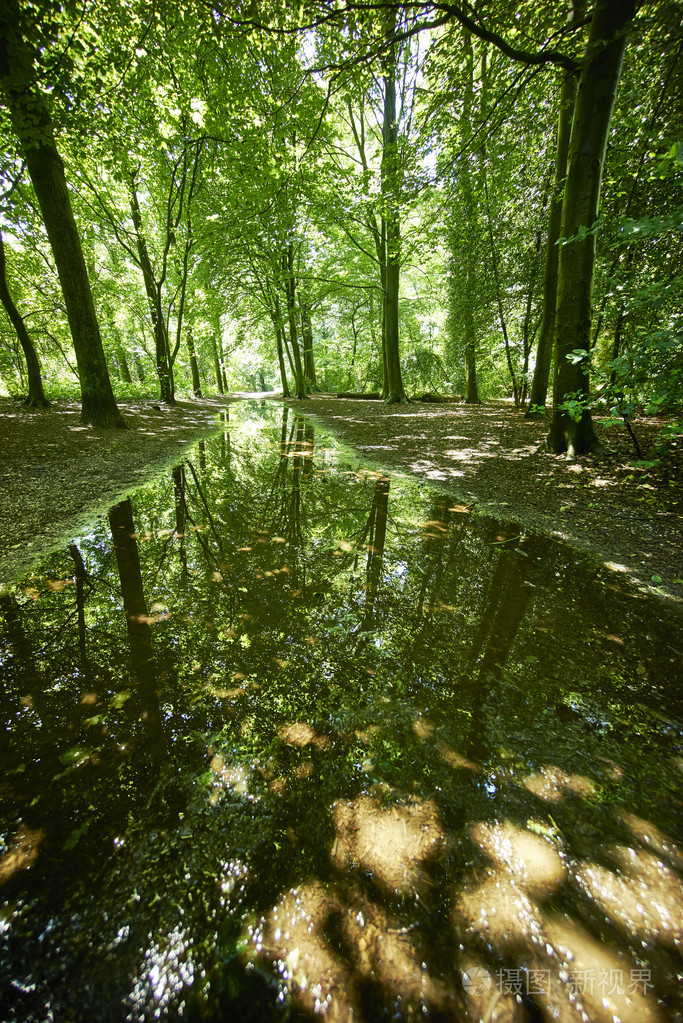 在绿森林里的树木与雨水