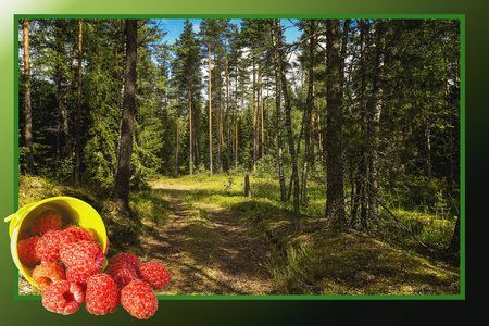 树莓在桶上的森林背景图片