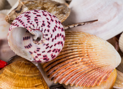 七彩扇贝的特写填满整个框架