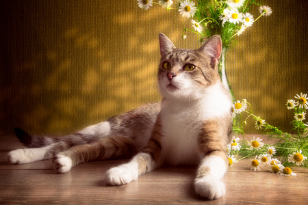 条纹的猫躺着棕色背景上的雏菊图片