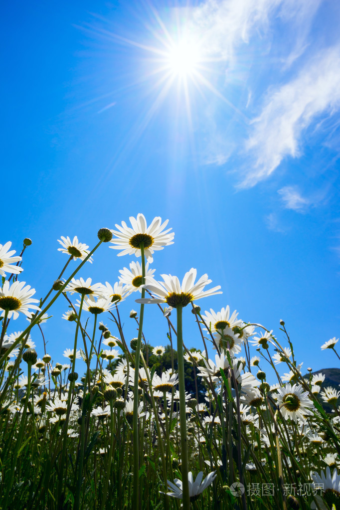 蓝蓝的天空明媚的阳光与背景的雏菊