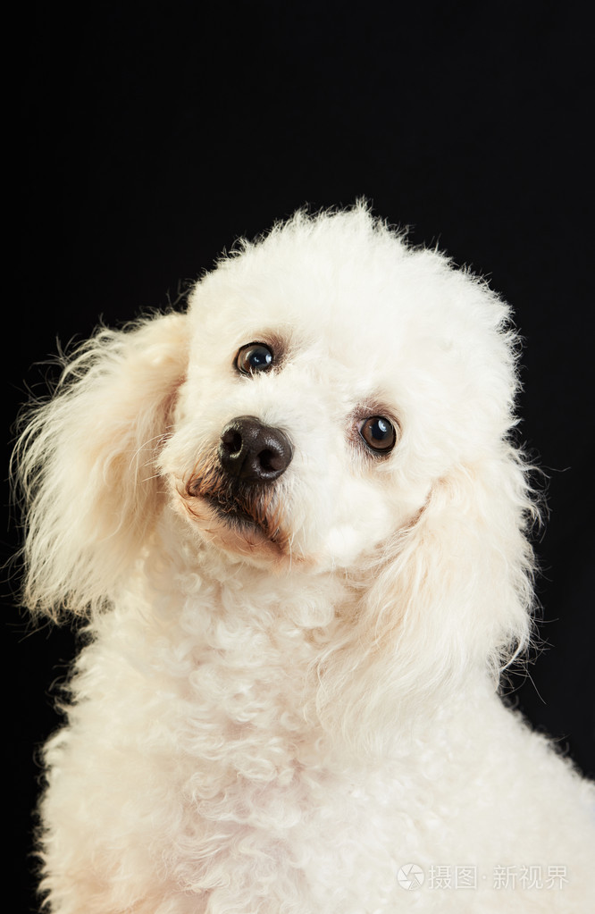 可爱的白色狮子狗