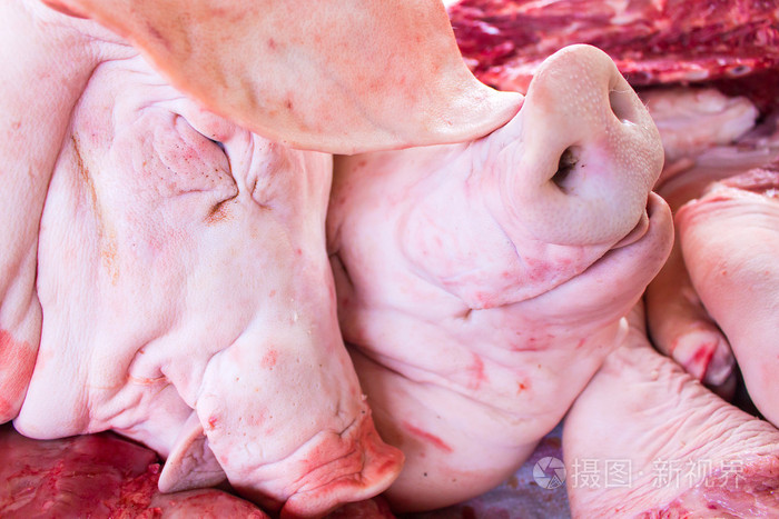 在泰国屠宰场新鲜的原始头猪