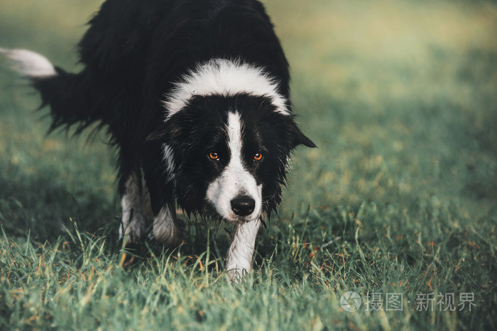 边境牧羊犬