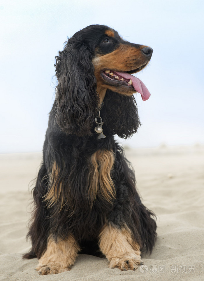 在海滩上可卡犬