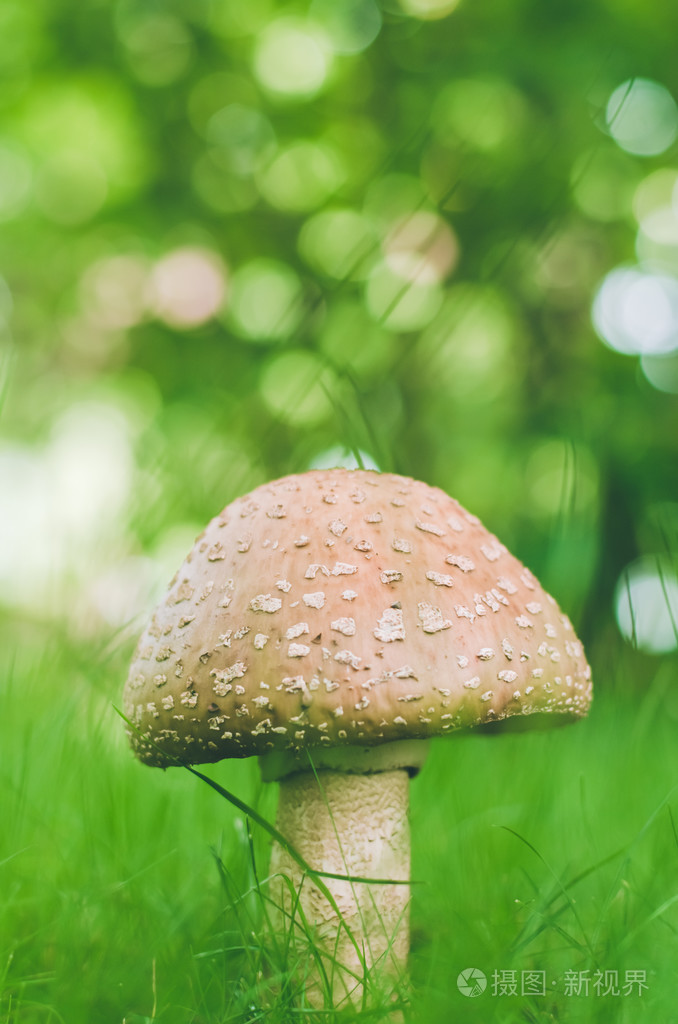 在绿色背景上飞木耳蘑菇