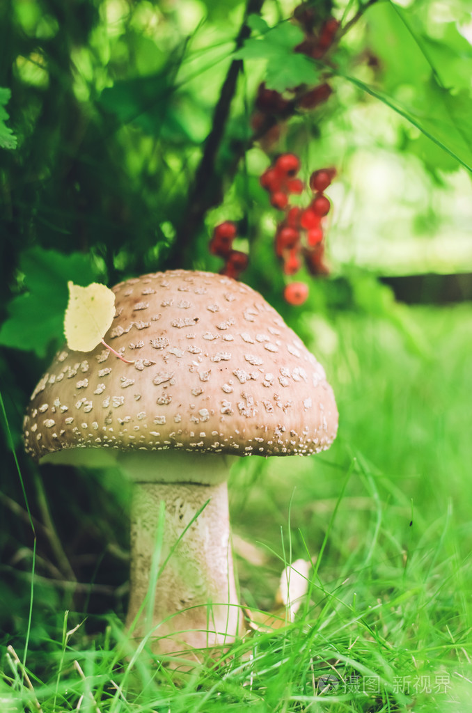 在绿色背景上飞木耳蘑菇照片-正版商用图片1oi29v-摄图新视界