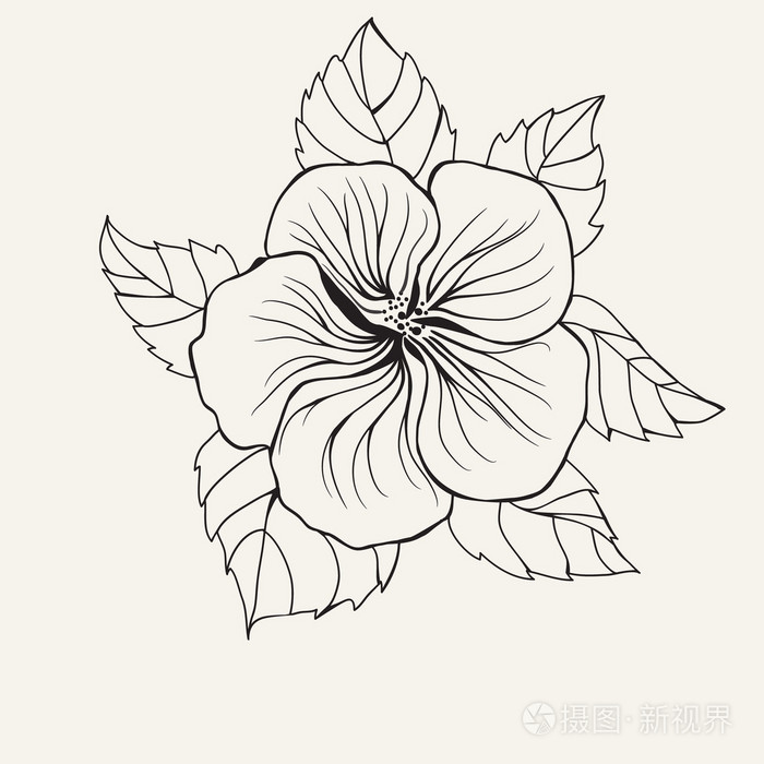 夏威夷芙蓉花 叶为着色成人的书页插画 正版商用图片1oi44p 摄图新视界 夏威夷芙蓉花 叶为着色成人的书页插画 正版商用图片1oi44p 摄图新视界