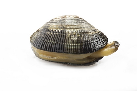 新鲜的原料蚌旅游照片巨蚌蛤鱼市场侧柏布拉本特侧柏花蓟马侧柏蚌球