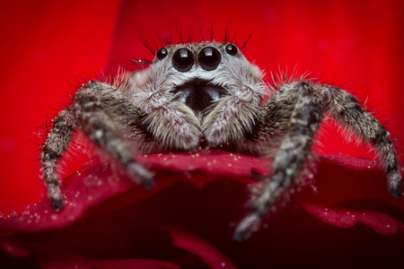 arcuata 跳蜘蛛跳蛛在泰国森林跳蛛在泰国森林假眼蚌跳蜘蛛宏射击跳跃