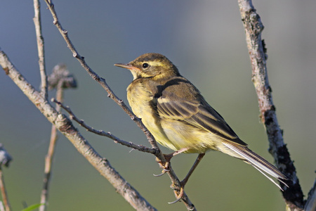 枯死树的逼真剪影红翅椋鸟从一根枯树枝上起飞躺在炎热中烘烤的土地