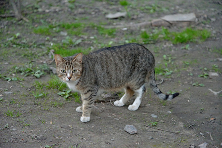 住在房子和食物地下室里的猫图片