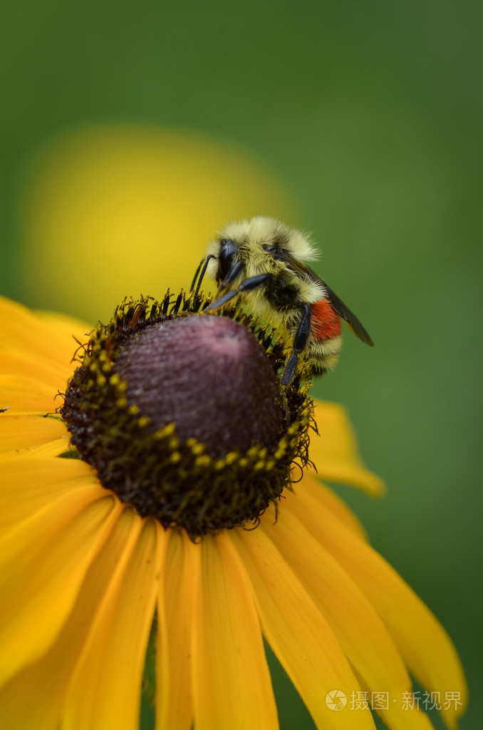 蜜蜂在棕色眼睛的苏珊