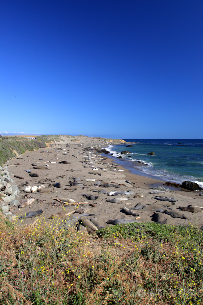 海狮在太平洋海岸加利福尼亚州美国