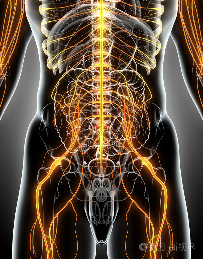 3d插图男性中枢神经系统