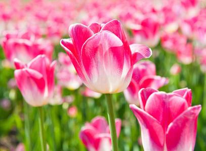 风景 郁金香 夏天 美女 领域 玫瑰色 植物 花园 粉红色