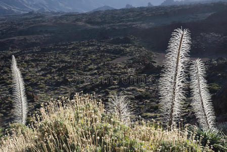 地质学 欧洲 熔岩 植物 国家的 金丝雀 天空 公司 岩石