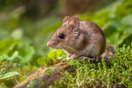 可爱的 栖息地 环境 法国 德语 哺乳动物 自然 鼠标 领域