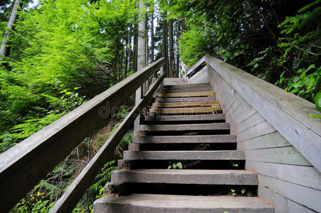 生活 人行道 追踪 森林 台阶 苔藓 公园 走道 自然 小山