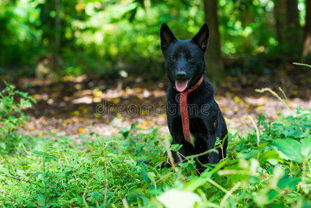 绿色草地上的黑色泰国本土狗