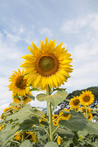 花在向日葵地里很突出。