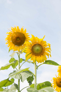 向日葵 花的 天空 作物 盛开 农业 春天 花瓣 领域 夏天